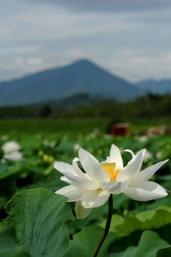 曇天にも負けず　DSC_6381