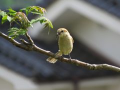朝食 GET！　IMG_0380