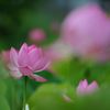 淡い色　　DSC_4257