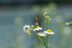 野の花にベニシジミ　２　DSC_5943