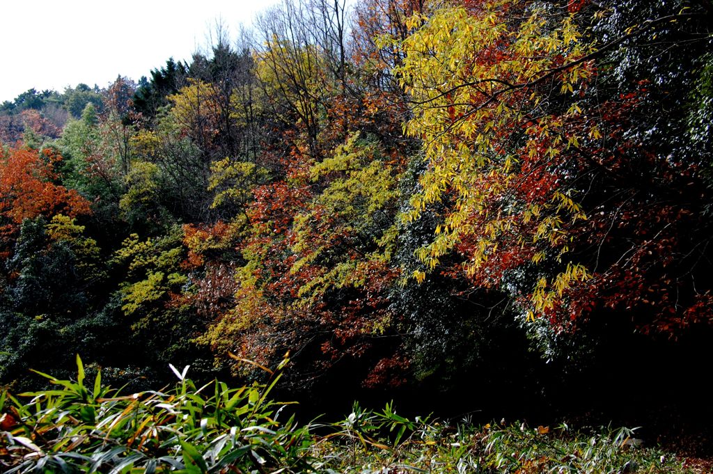 晩秋の当尾散策道　　DSC_5924