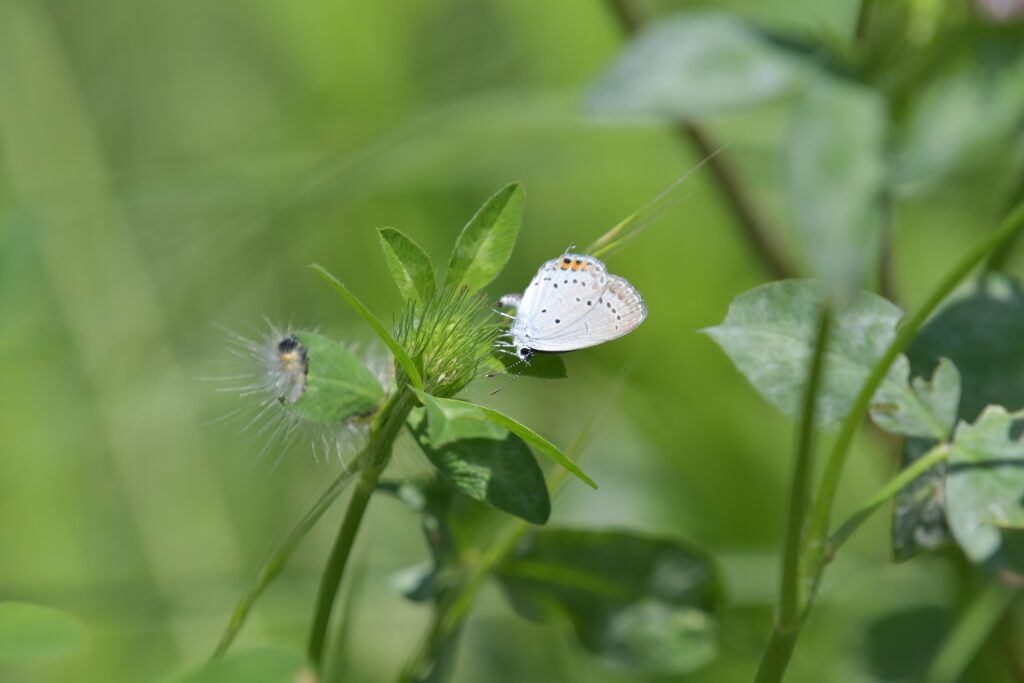 命を託す　　DSC_9847