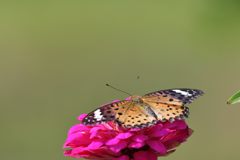 全開の美　DSC_0830