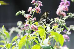 ブッドレアの誘惑　DSC_6882