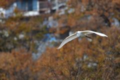 ダイサギ連写　１　DSC_2805