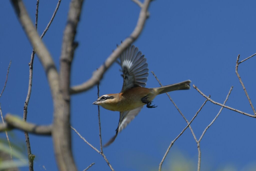 モズの飛び出し　　DSC_2781