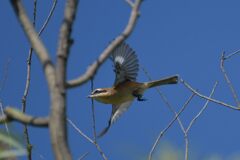 モズの飛び出し　　DSC_2781