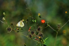 荒れ地の秋　DSC_0555