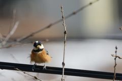 モフモフ　DSC_6078