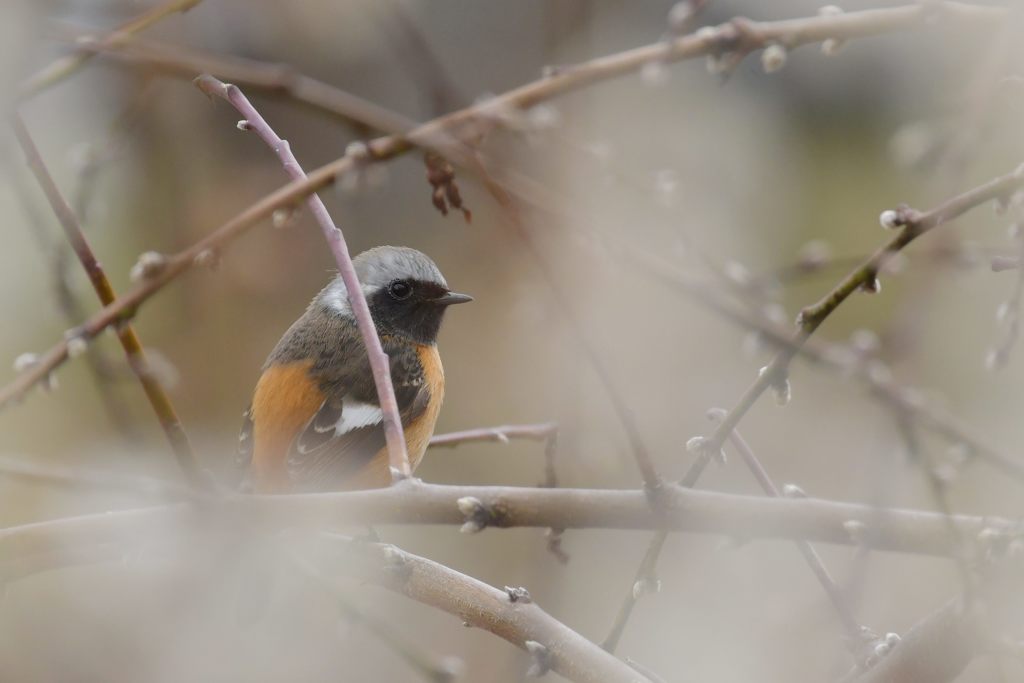 ウメの木にジョウビタキ　DSC_8088