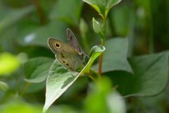 ドクダミ亭にて　　DSC_8983