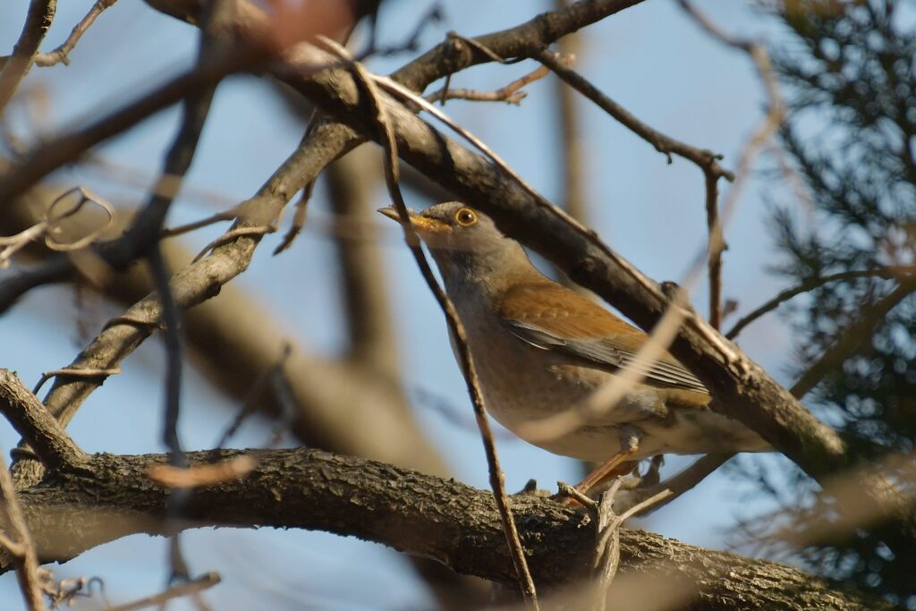 あなたはアカ、それともシロ？　DSC_5735