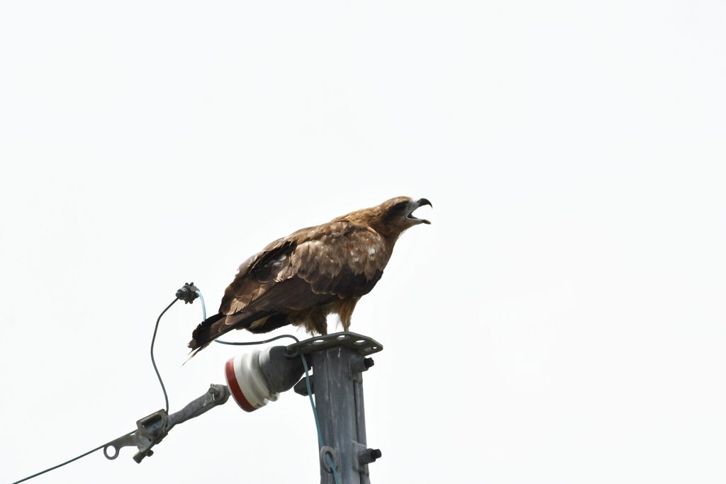 鳴く　　DSC_9297