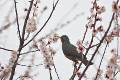 梅ヒヨ　　　DSC_1380