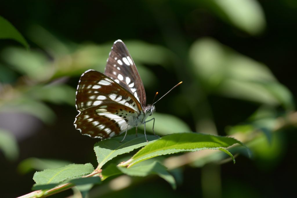 今日も元気かい？　DSC_5416