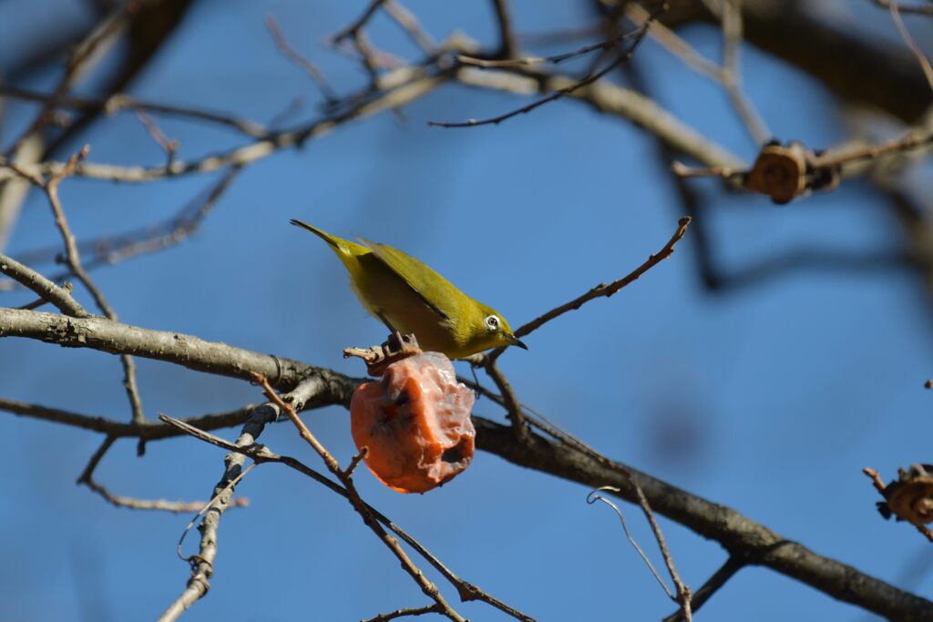 ヒヨの予感　DSC_5941