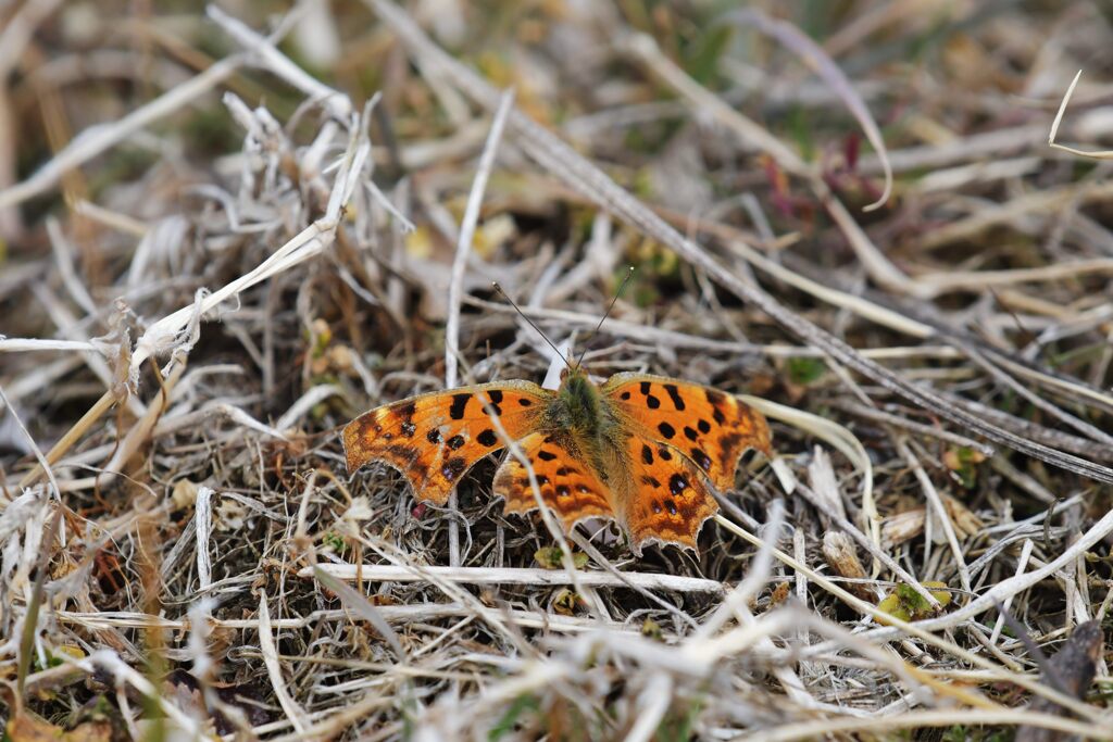 翅休めて　　DSC_9559