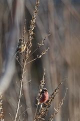 ちょっと照れて　DSC_7076