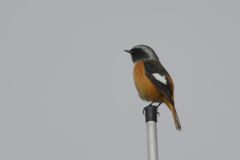 ジョウビタキ　　DSC_3449