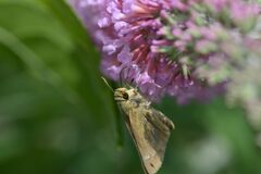 ブッドレアにセセリ　DSC_6916