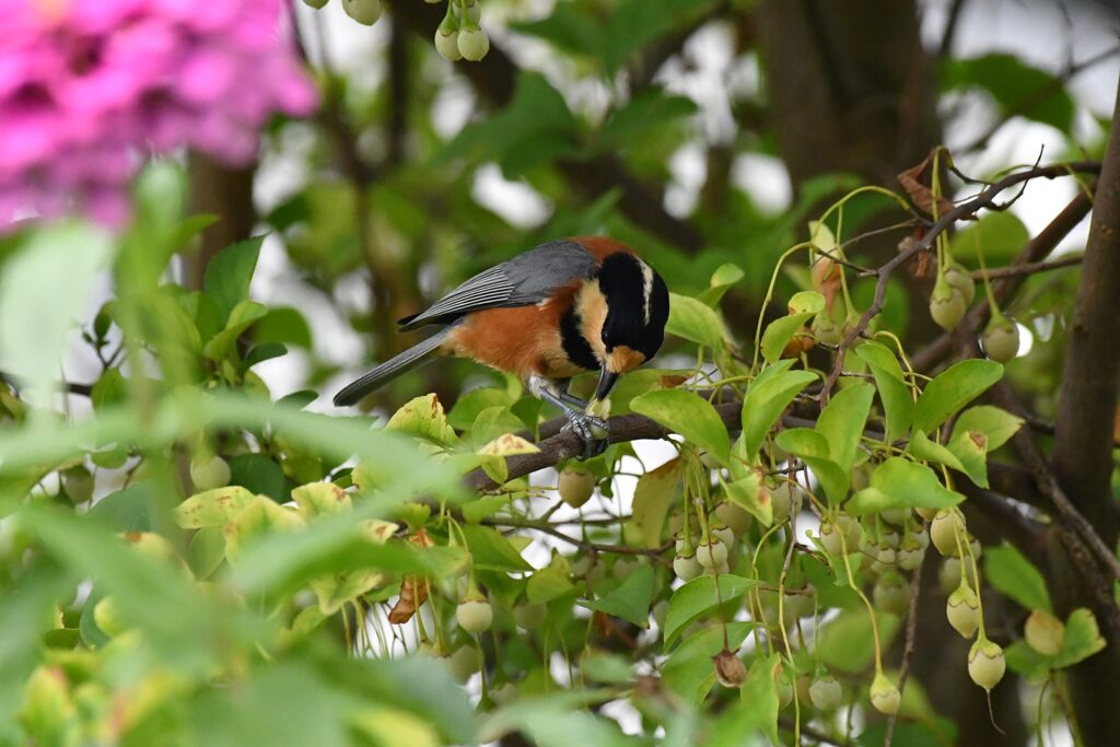 皮を剥いて　　DSC_3091