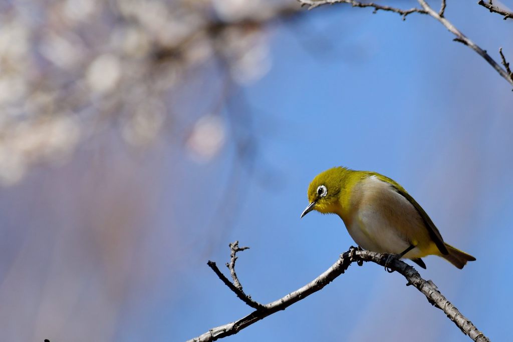 春の光りの中で　DSC_7363