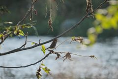 夕刻の川原に鳴く　DSC_9764