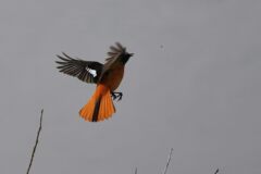 フライイング・キャッチ　　DSC_6569