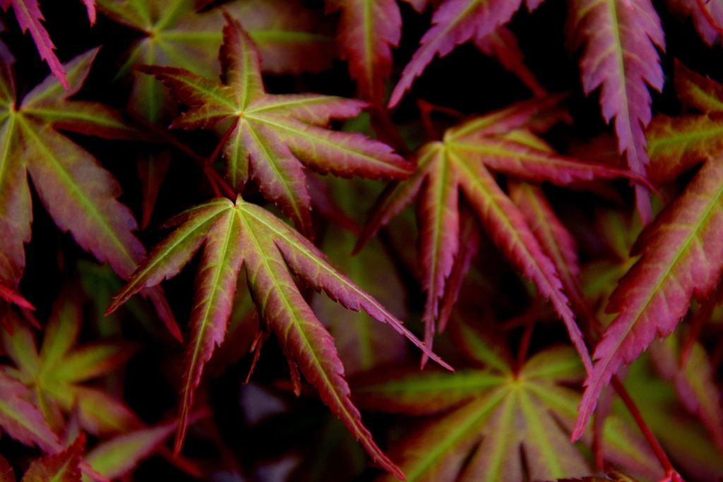 縁取り　DSC_1914