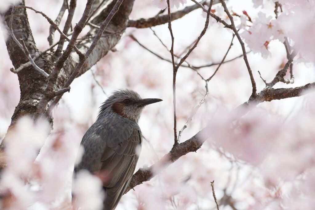 桜独り占め　　DSC_6362