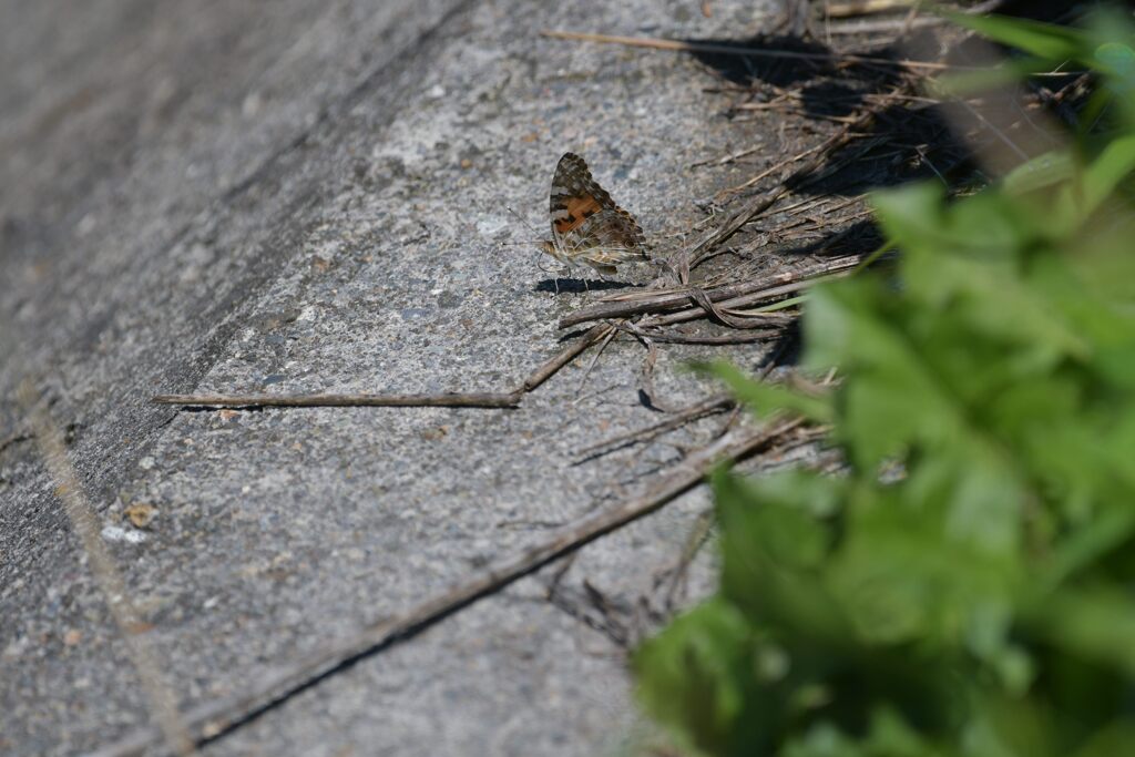 堤防で一休み      DSC_5935