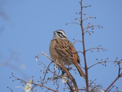 今日は好い天気　DSCN2937