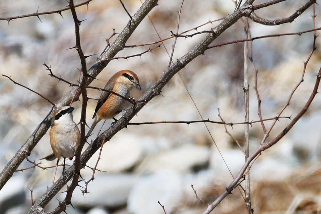 恋の季節　　　DSC_0453