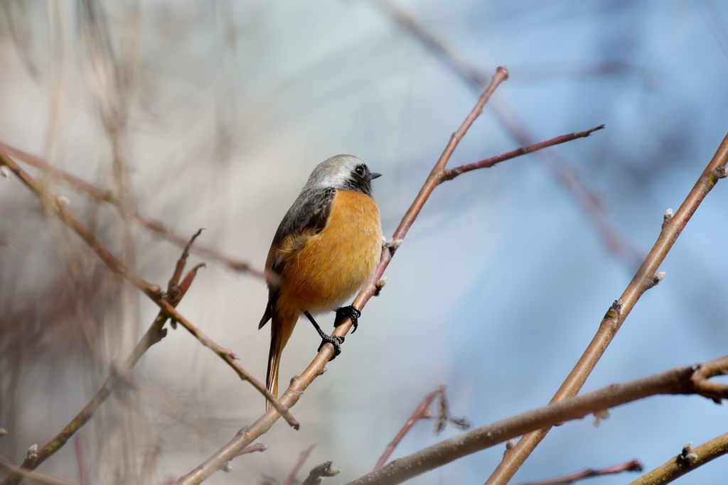 見つめる先は　DSC_7817