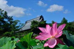 本堂を飾る　　DSC_7884