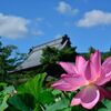 本堂を飾る　　DSC_7884