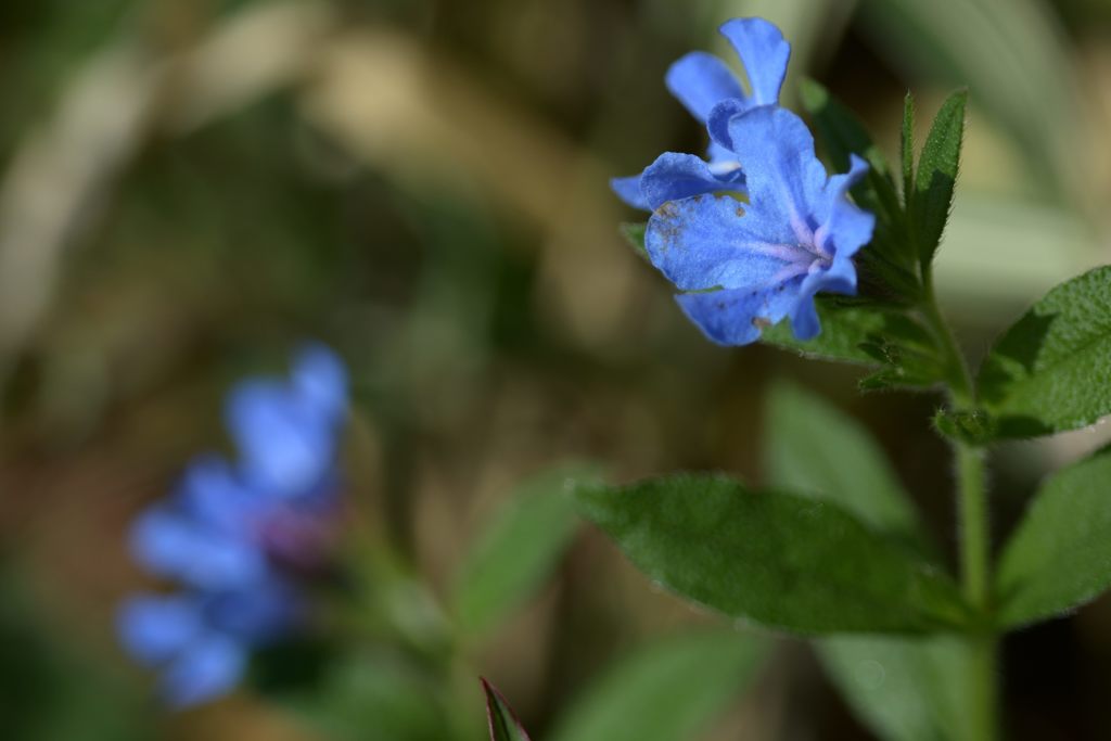 ホタルカズラ　DSC_4272