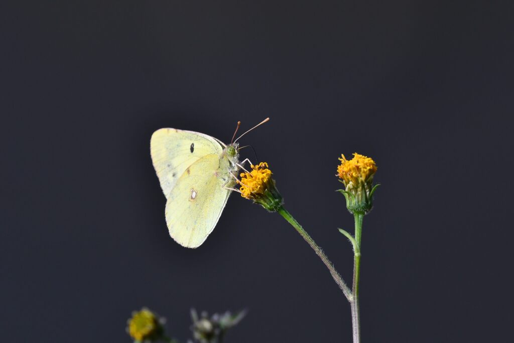 野の花にモンキチョウ　　　DSC_5044