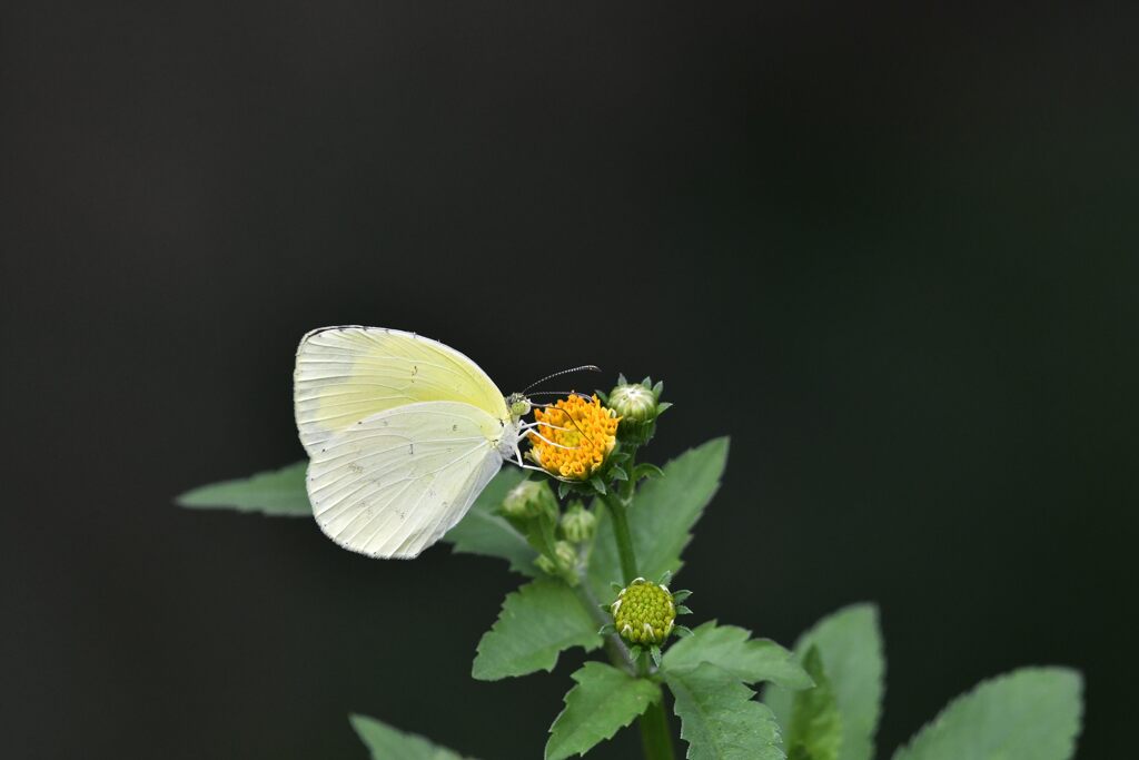 野の花にキタキチョウ　　DSC_2075