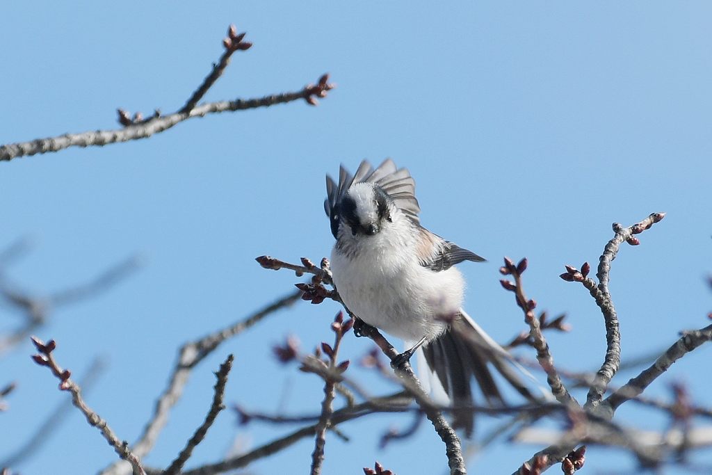 こんにちは　DSC_5770