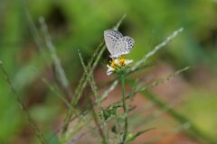 野の花にヤマトシジミ　　DSC_8365
