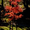 紅葉始まる　　　DSC_4317