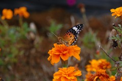 蜜のあるうちに　　　DSC_3725