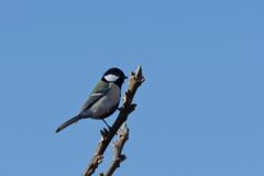 青空にシジュウカラ　　DSC_1827