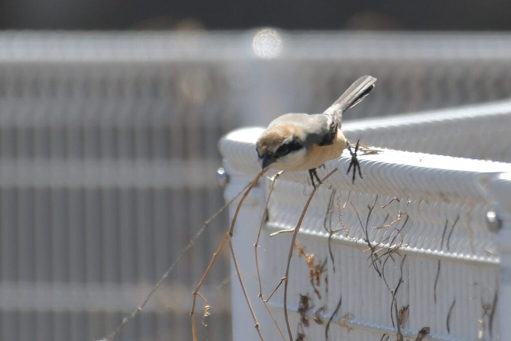 今だっ！　　DSC_0509