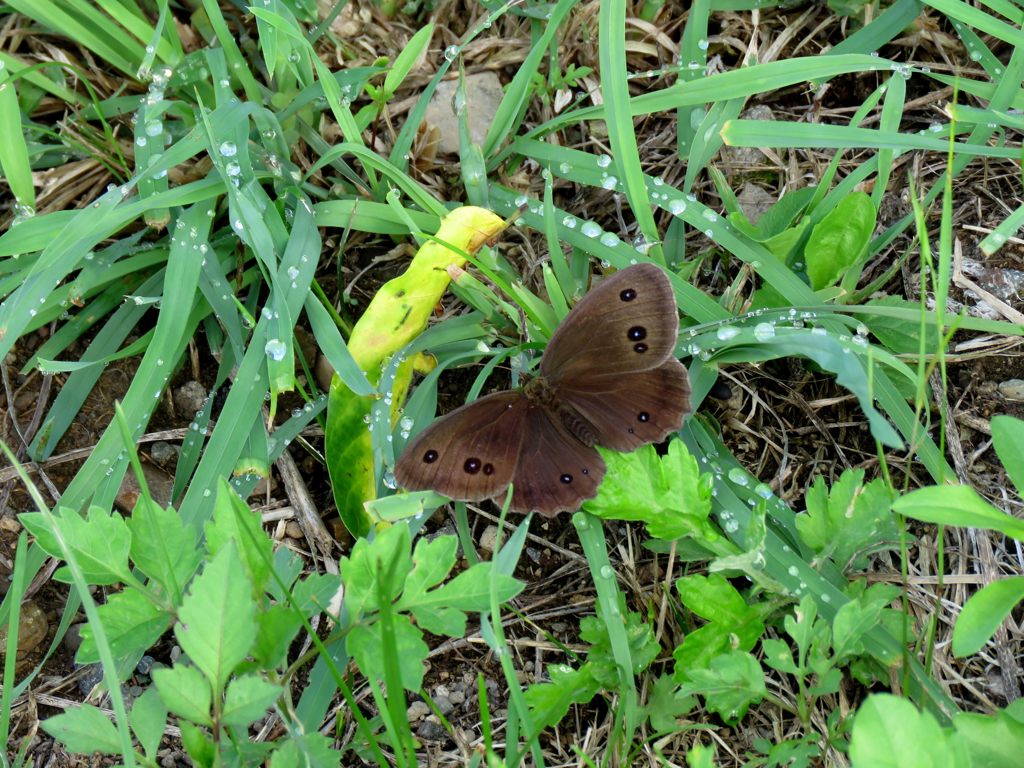 ジャノメチョウと朝露　　IMG_1777
