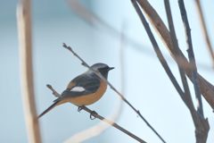 ガラス窓越しに　 DSC_1423