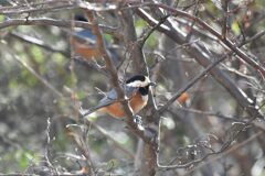 庭に来るヤマガラ　２　　　DSC_5868