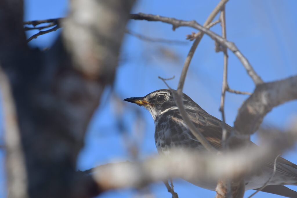 ヒヨドリに追われて　　DSC_5424