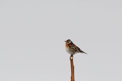 アトリさんですか？　DSC_3956